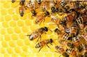 Veranstaltungsbild Wie leben und arbeiten Honigbienen?